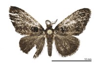 藏品(毛眼毒蛾)的圖片